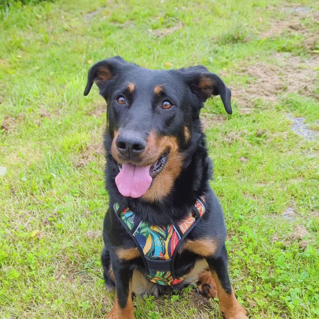vidéo d'un chien beauceron portant un harnais tropical et attendant assis