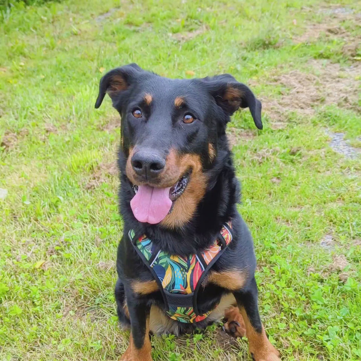 vidéo d'un chien beauceron portant un harnais tropical et attendant assis