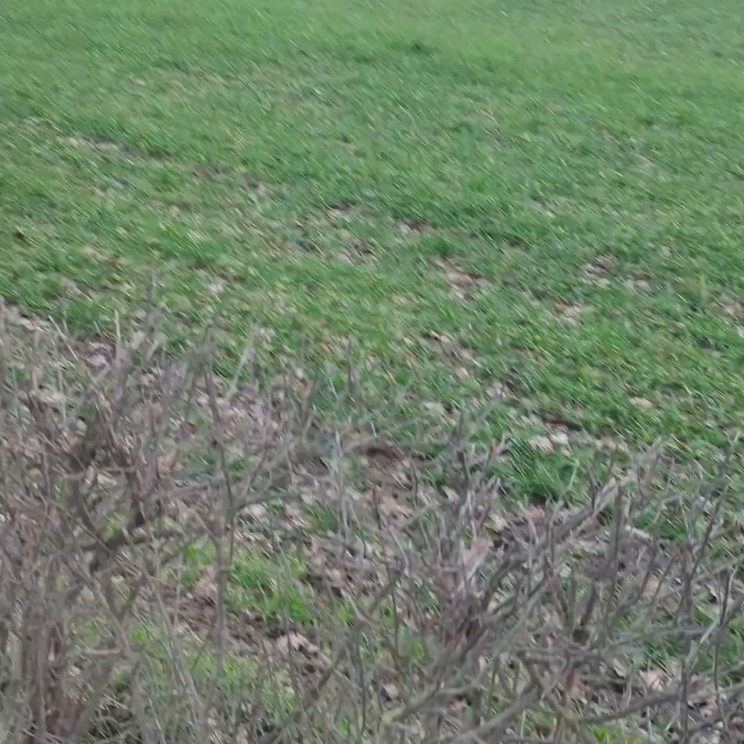 Vidéo d'un chien qui court en portant un harnais résistant Goofy Golden. On distingue que la forme en Y du harnais respecte les articulations du chien pour son confort.