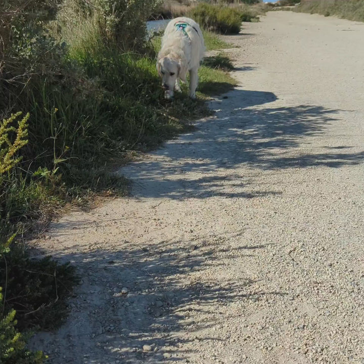 Vidéo montrant un chien blanc portant le hanrais Cactus coloré anti traction de la marque Goofy Goldens et marchant lentement vers la caméra