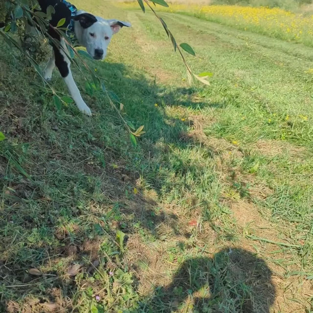 Vidéo d'un croisé staffie magnifique, marchant et prtant le harnais classique Récif, vert , jaune et turquoise de chez Goofy Goldens