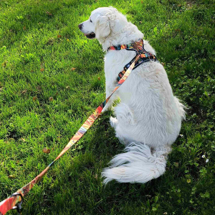 Chien blanc Golden retriever de dos assis dans l'herbe et portant l'ensemble laisse et harnais aux très belles couleurs de la collection Tropical