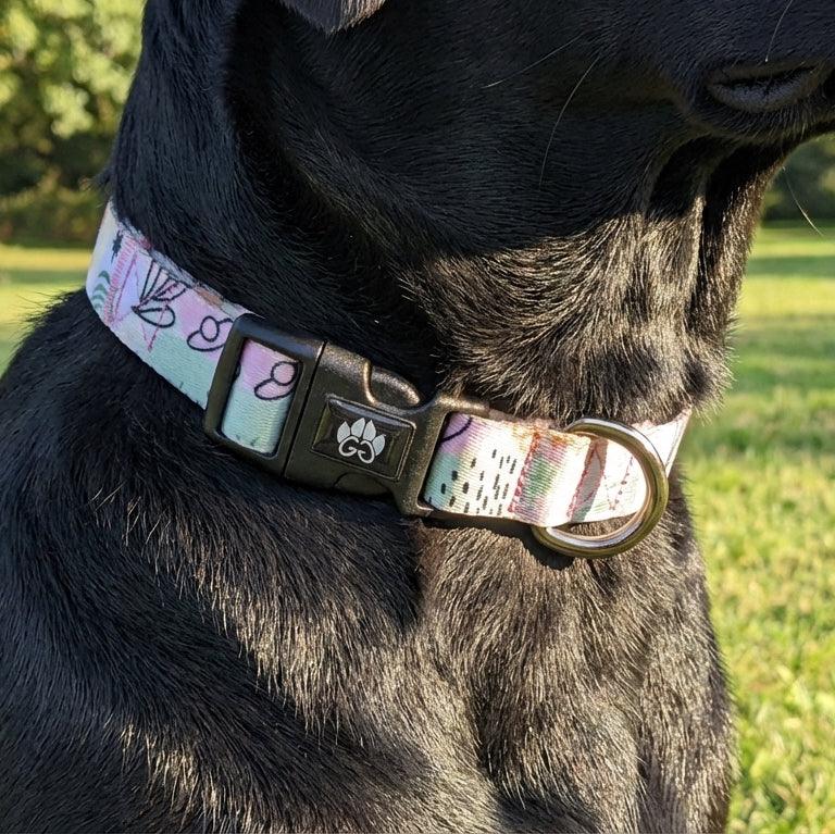 Le chien noir porte un collier Pastel dont la fermeture à clip et l’anneau d’attache sont nettement visibles.