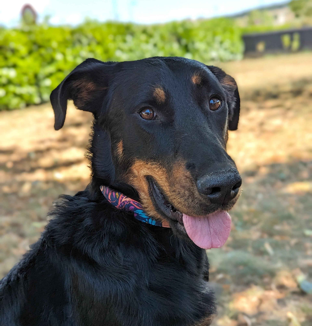 Choisir un collier pour mon premier chien