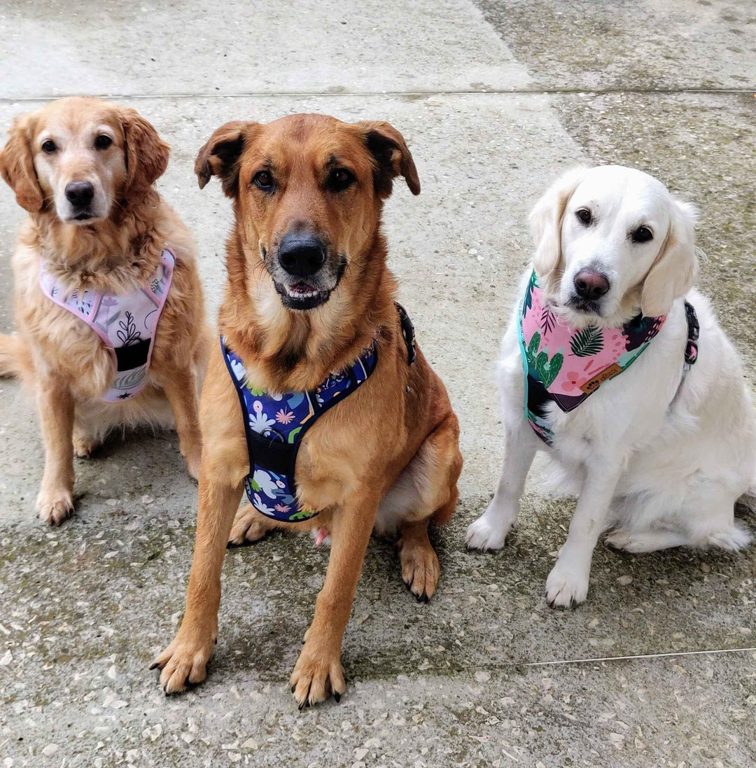 Les différents types de harnais pour chien