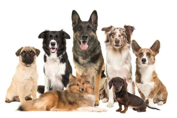 Comment choisir la bonne race de chien pour mon mode de vie ?