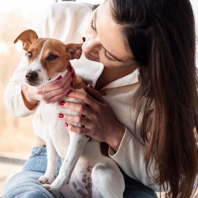 Puces et Tiques chez les Chiens : Guide de Traitement et de Prévention