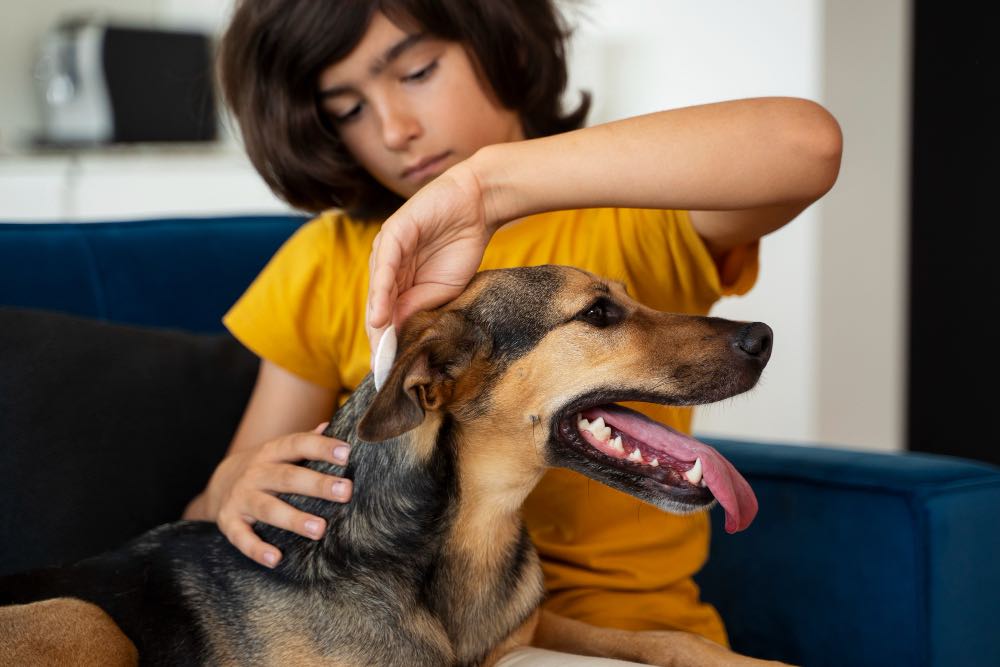 Les allergies chez le chien et comment les gérer