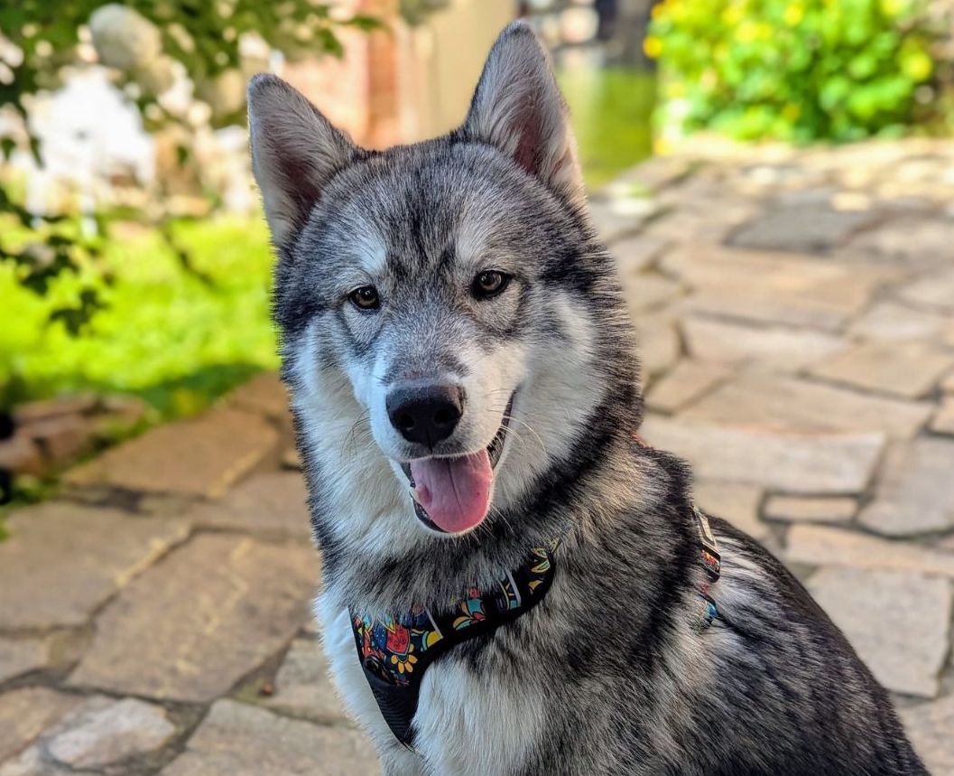 Comment habituer votre chien au harnais partie 1: Guide par étapes et renforcement positif