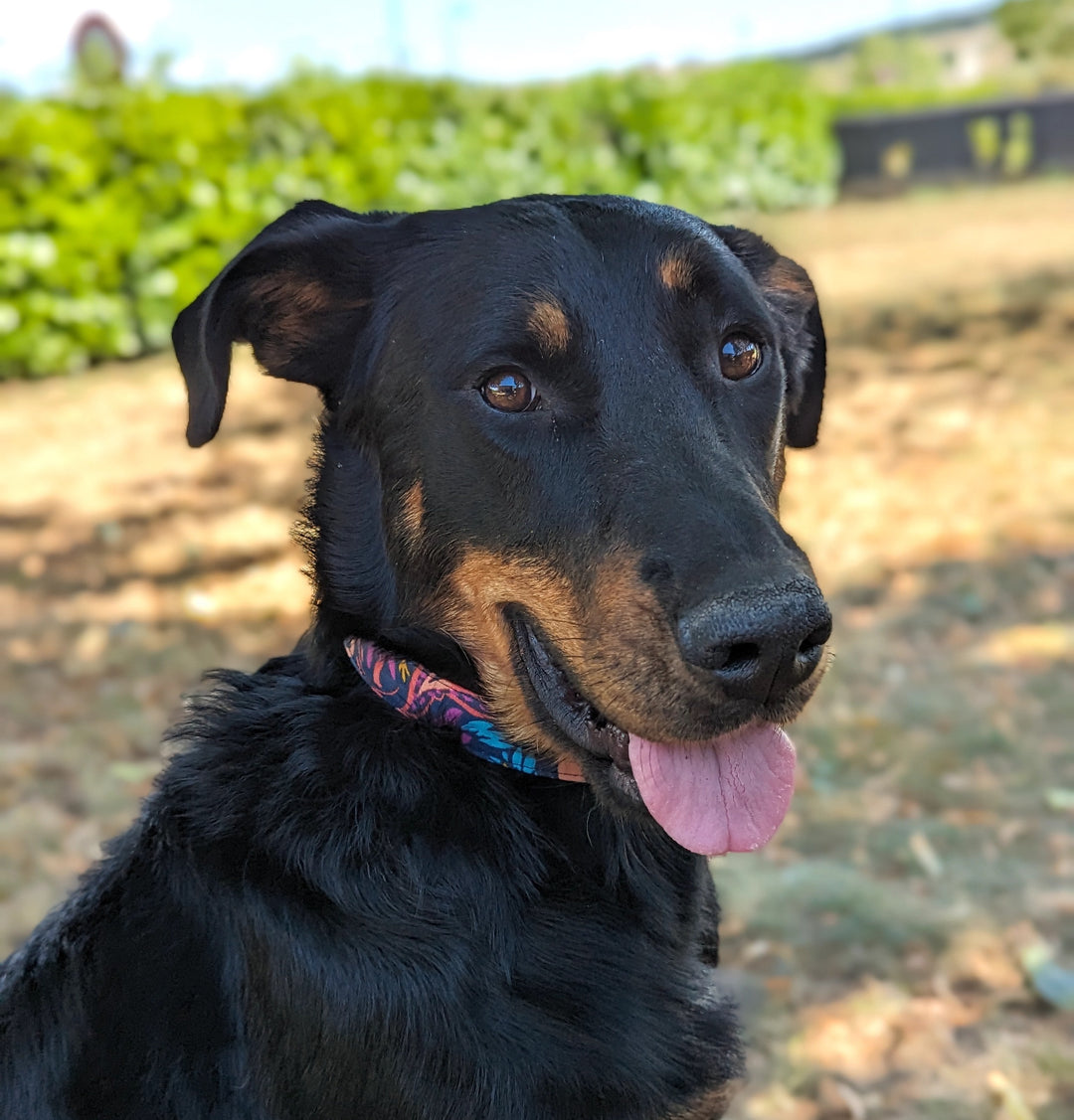 Choisir un collier pour mon premier chien