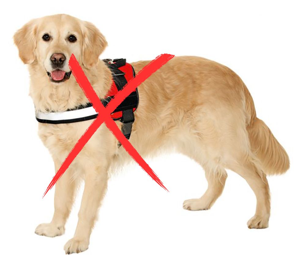 Notre avis (défavorable) sur le harnais en T : risques et alternatives