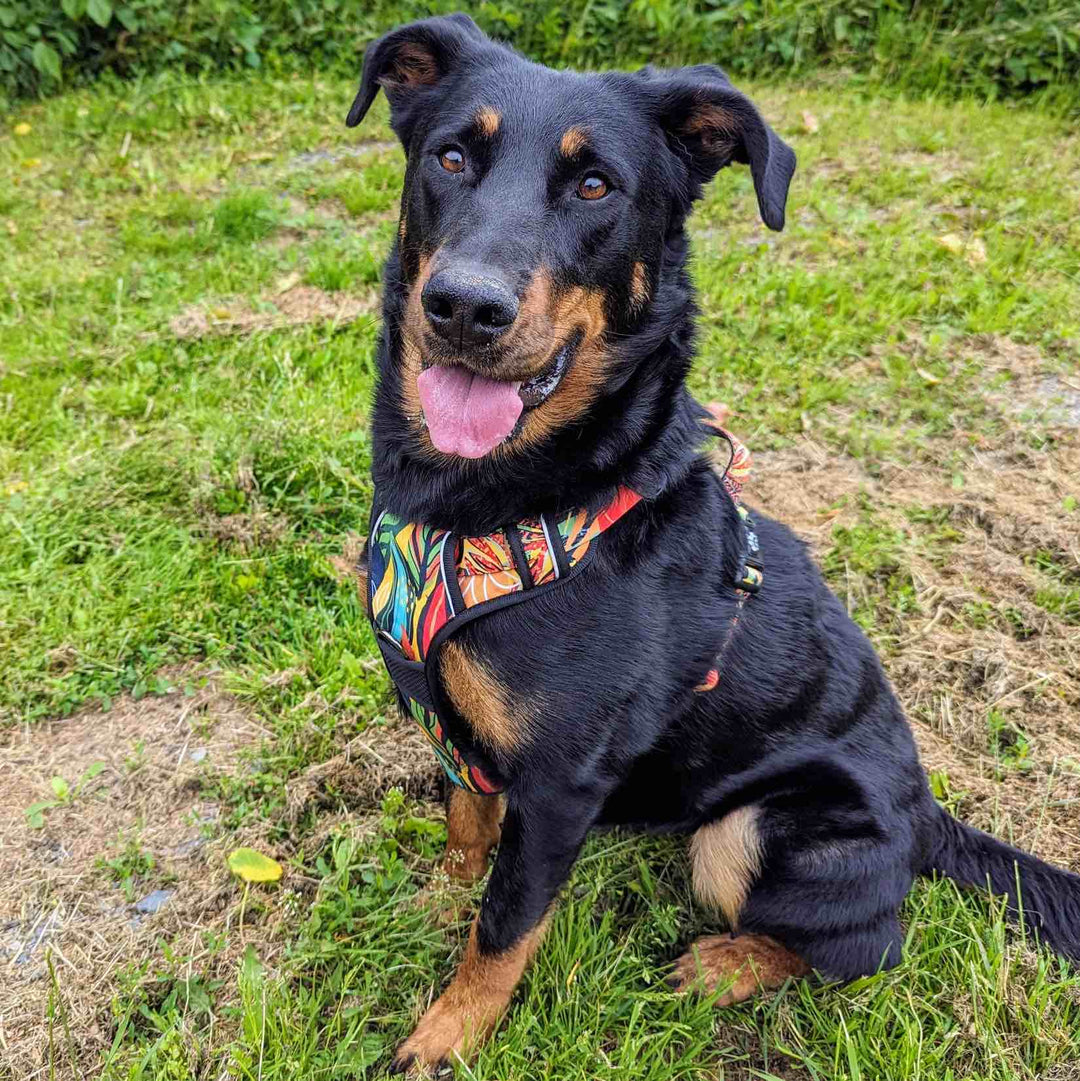 Qu'est-ce qu'un harnais anti-traction en Y et pourquoi est-il essentiel pour les propriétaires de chiens ?