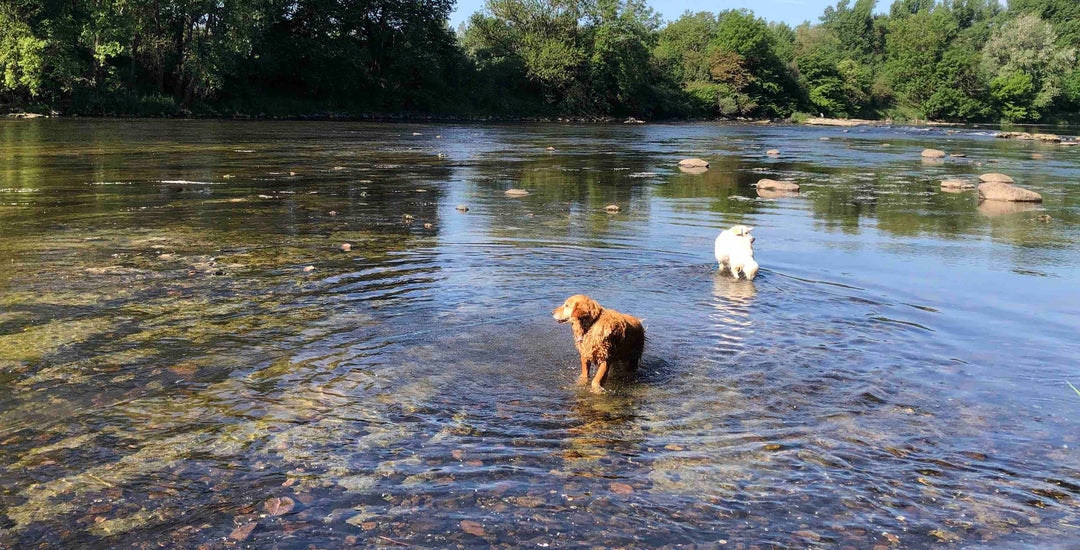 Quels sont les besoins en exercice de mon chien ?