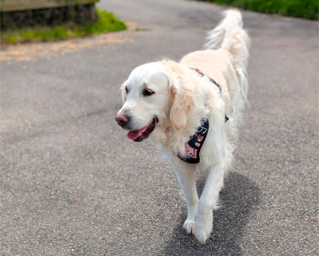 Le Rappel Parfait : Les étapes pour un chien qui revient toujours 🐾💨