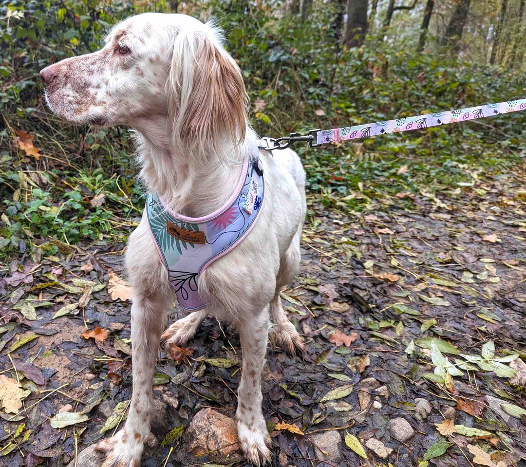 Top 10 des meilleures laisses pour chiens en 2026 (comparatif & avis)