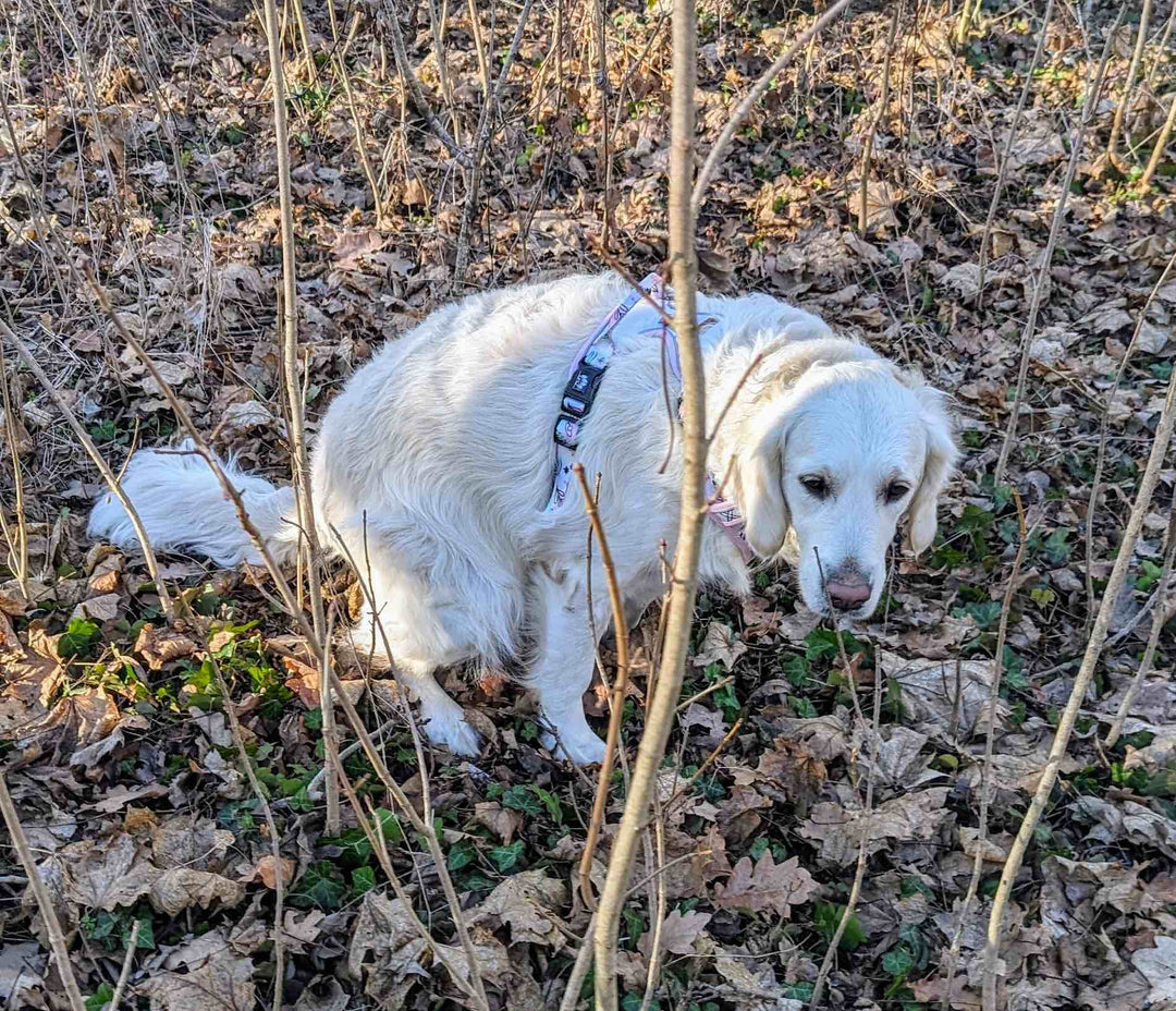 Propreté Canine : Comment apprendre à un chien à faire ses besoins dehors