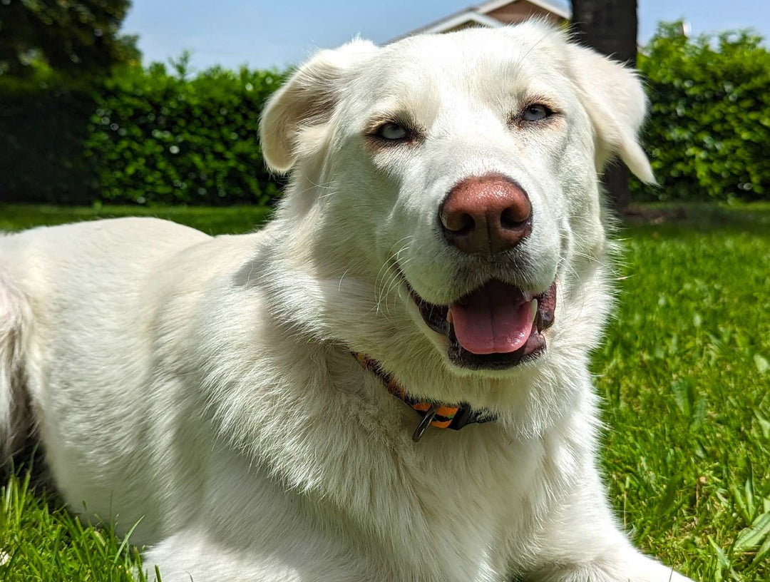 Comment apprendre à son chien à ne pas sauter sur les gens et éviter des accidents