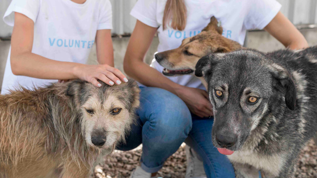 Découvrez les bonnes questions à se poser avant d'adopter un chien d'un refuge pour une rencontre réussie