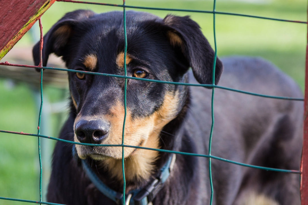 Adopter un chien dans un refuge : Bonnes pratiques et procédures pour une adoption réussie