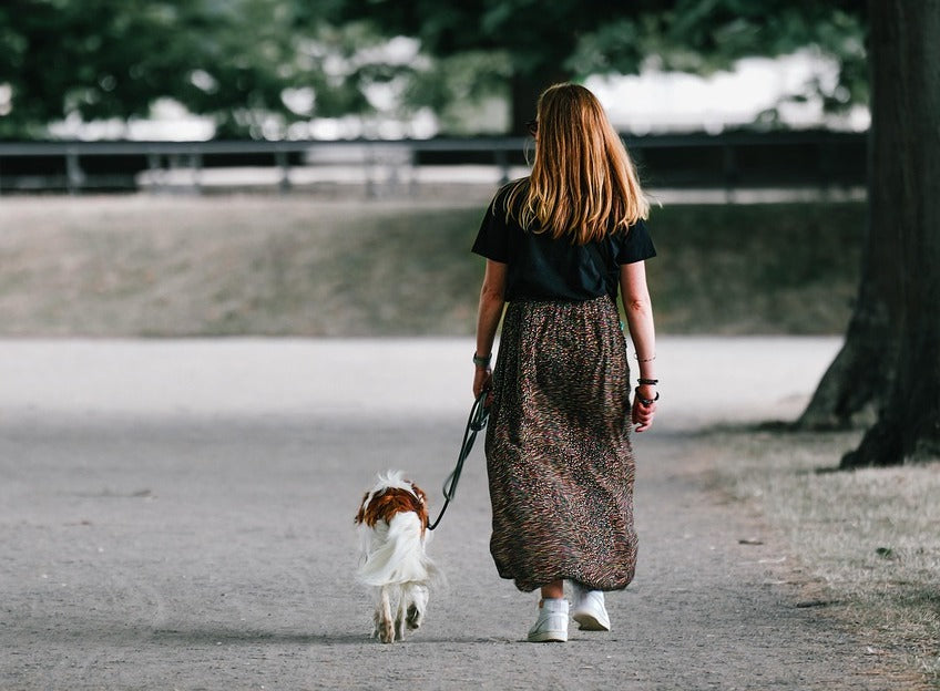 Astuces pour que votre chien ne tire plus en laisse : Le guide complet pour des promenades sereines