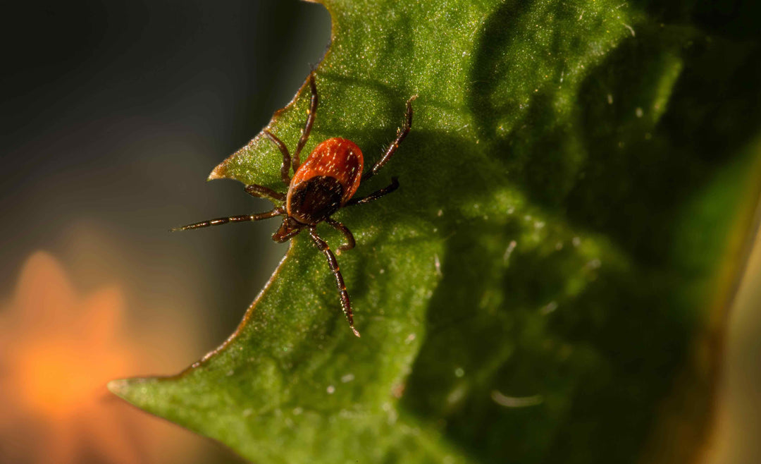 Puces et Tiques : Dangers, Signes et Prévention Complète pour Votre Chien