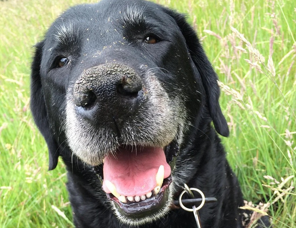 La règle du 3-3-3 : comprendre l’adaptation de votre chien après l’adoption