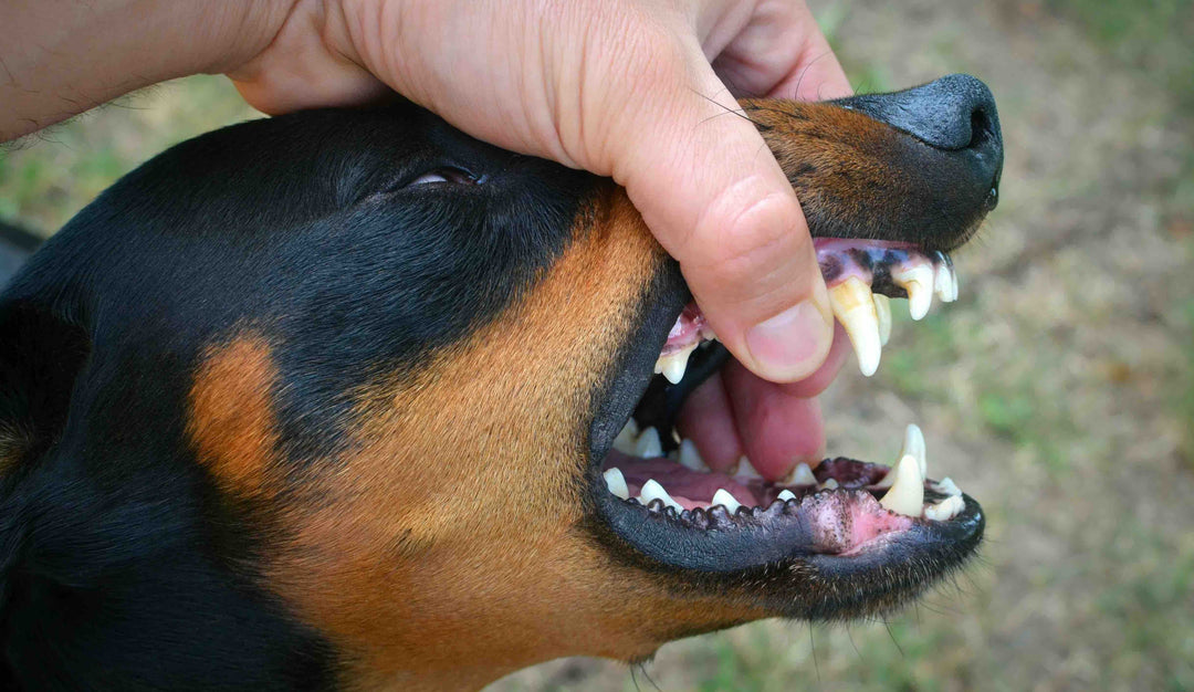 Comment brosser les dents de son chien : Un guide complet