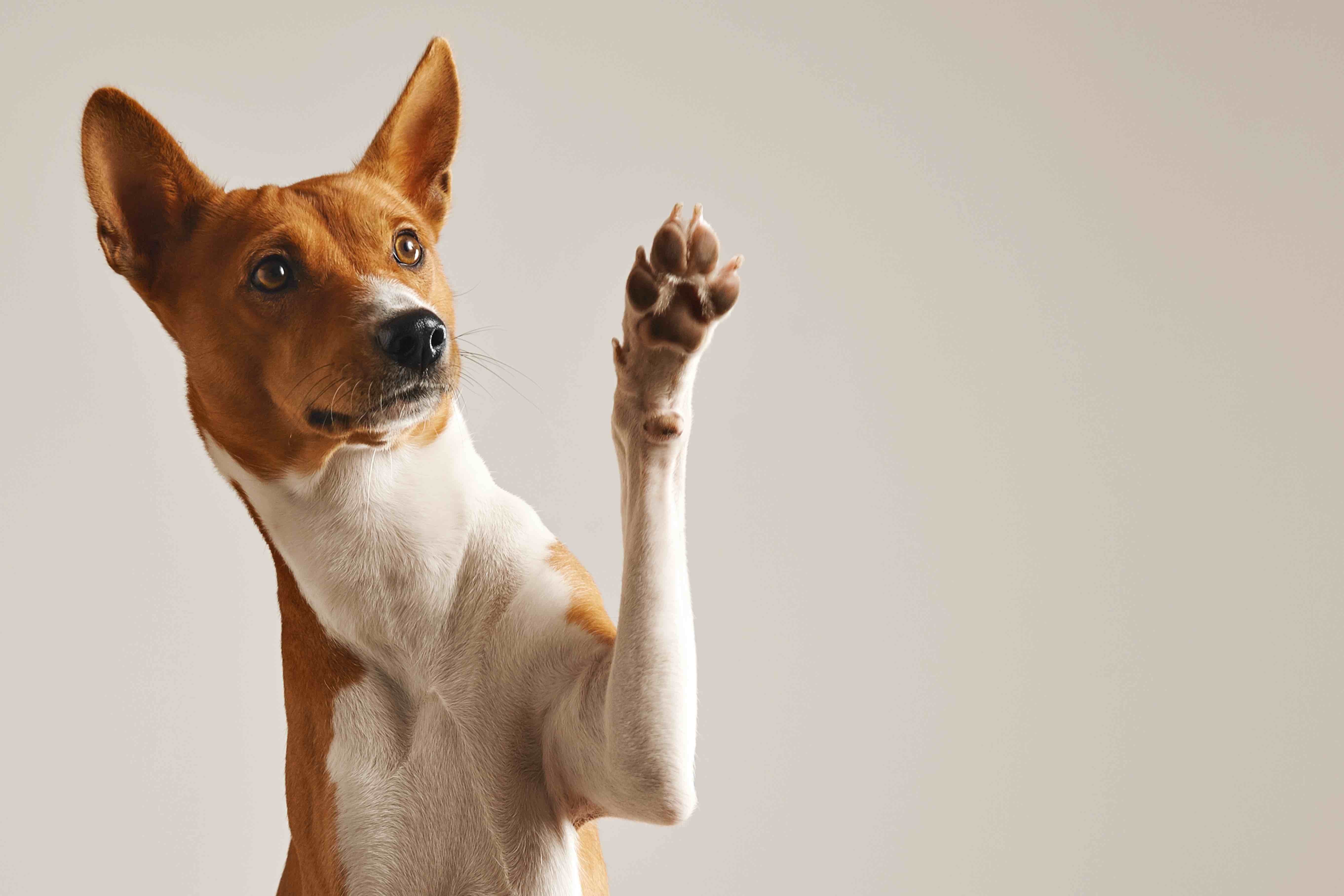 Left-pawed or Right-pawed: Does your dog have a 