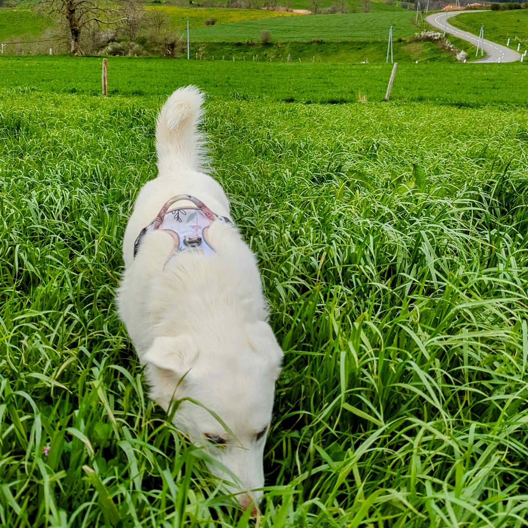 Est-ce grave si mon chien mange de l'herbe ?