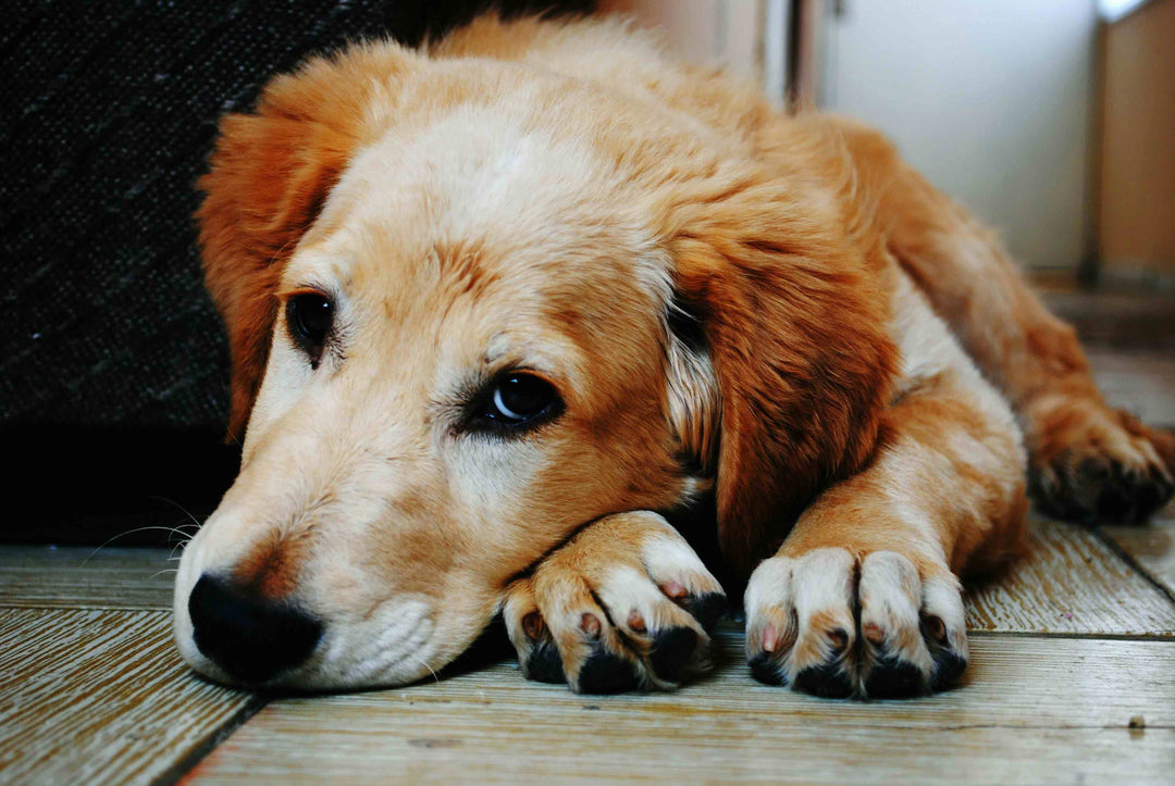 Comment éviter que mon chien s'ennuie quand je suis au travail