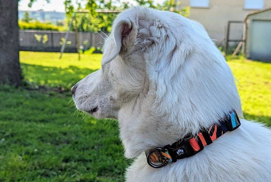 Les 5 erreurs à éviter lors de l'achat d'un collier pour chien