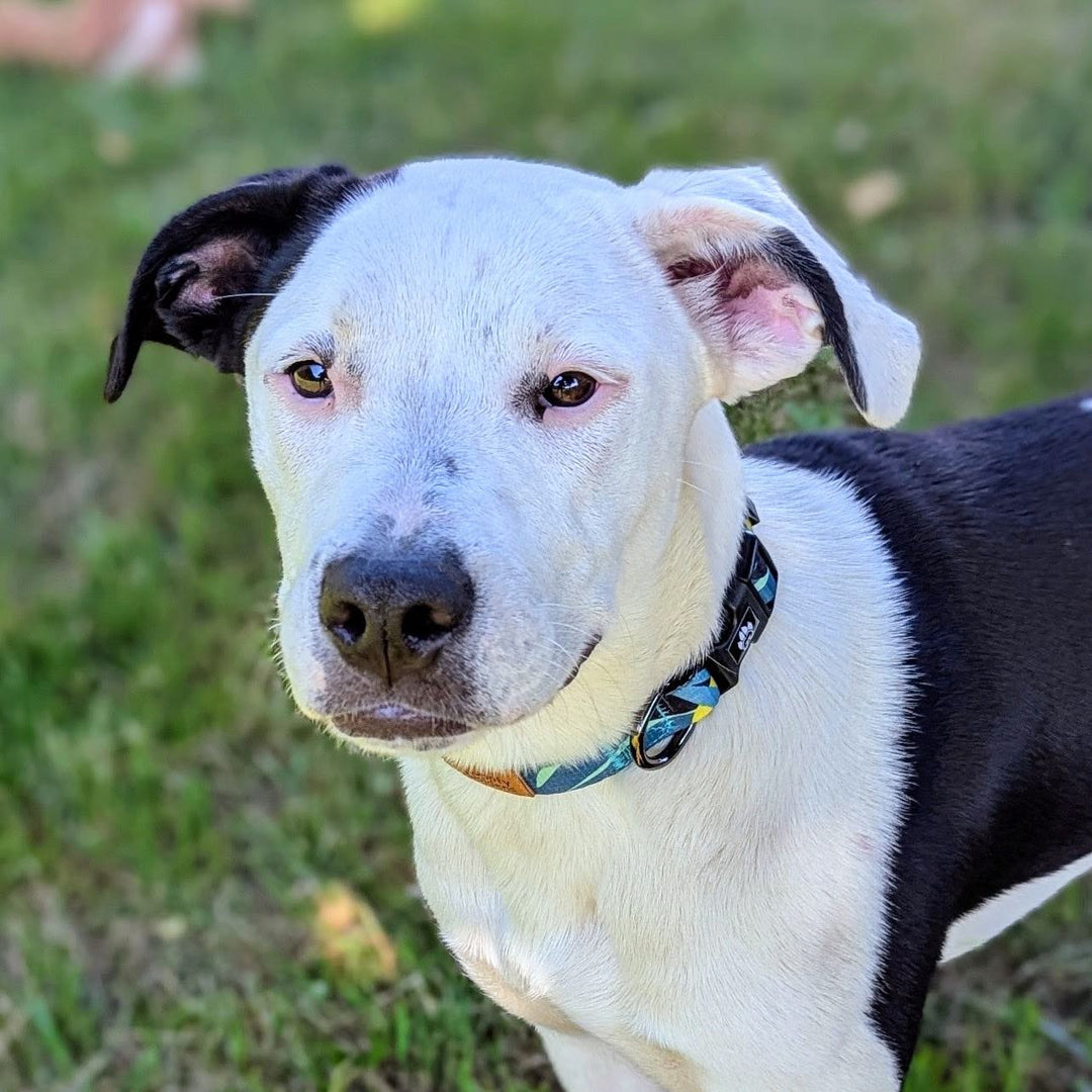 L'impact du collier sur le comportement du chien : Rôle, limites et bien-être