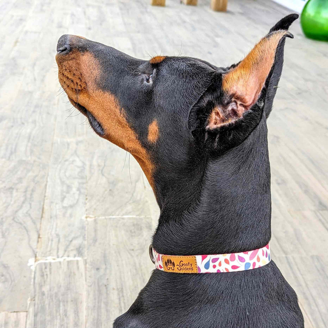 Pourquoi le choix du collier est important pour le chien ?