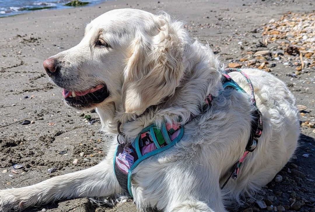 5 conseils pour emmener son chien à la plage (sans transformer votre maison en bac à sable) 🏖️🐾
