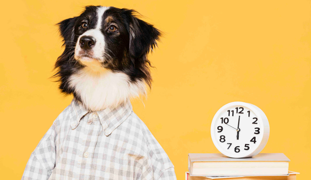 Pourquoi votre chien sait-il que vous rentrez ? Le secret de l'horloge olfactive 🏠⌛