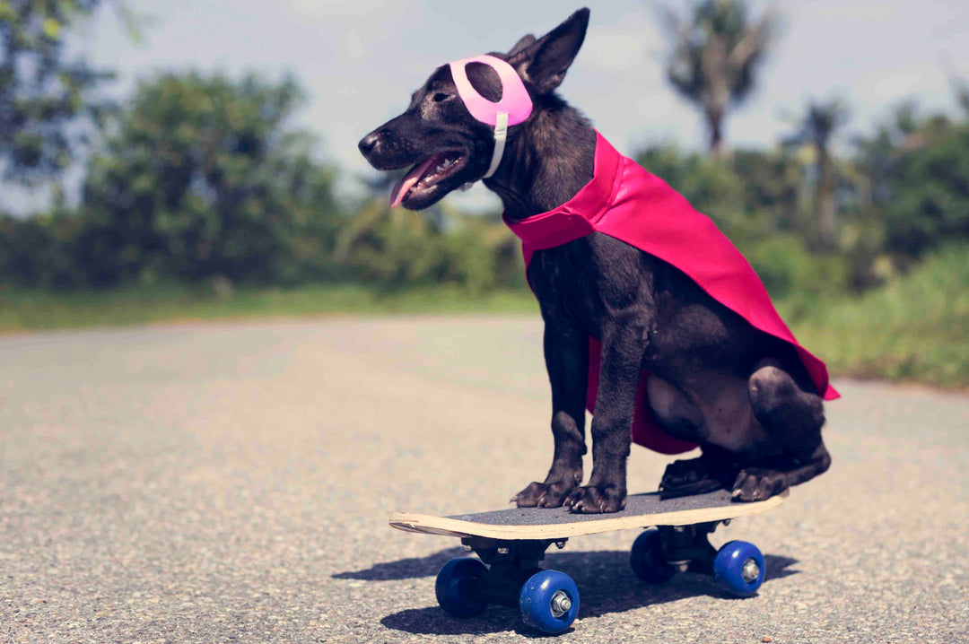 Pas besoin de cape pour être un héros : Le super-pouvoir de nos chiens 🐾🦸♂️