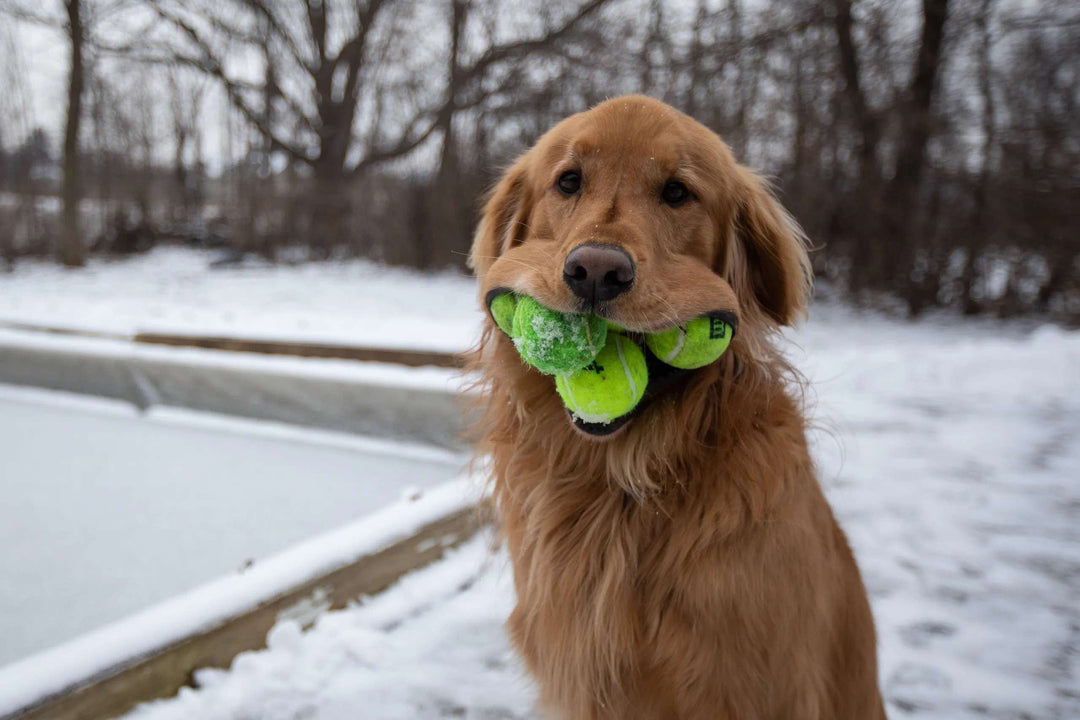 🎾 Record du Monde : Combien de balles de tennis un Golden Retriever peut-il cacher dans sa gueule ?