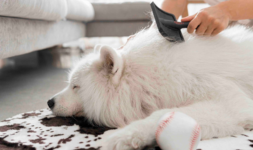 Guide de survie face à la mue : garder une maison propre avec un chien à poils longs 🏠☁️
