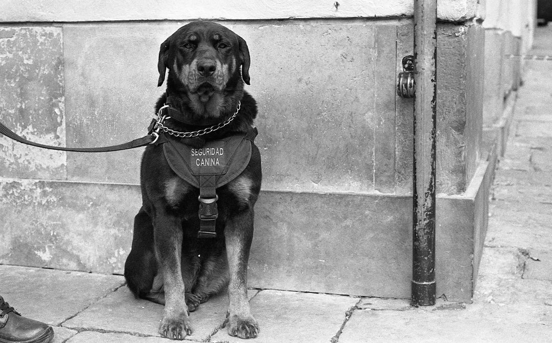 De Laïka aux Goldens d’Hollywood : Ces chiens qui ont changé l’histoire 🐾📜