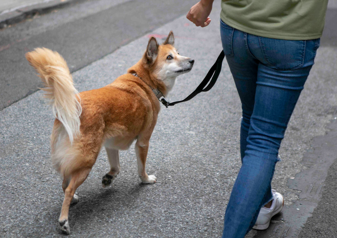Marche au au pied : les techniques d'éducation positive pour des promenades harmonieuses avec toutou