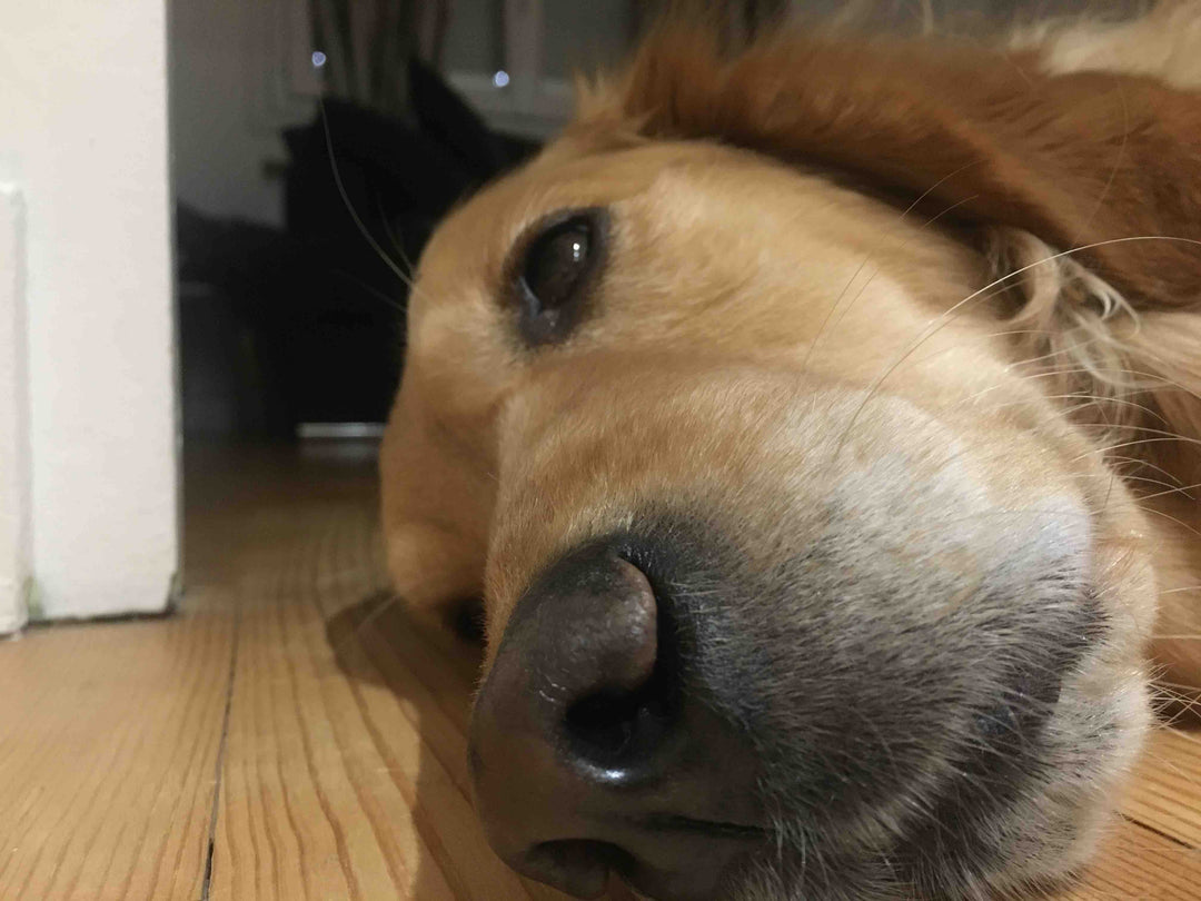 Plus fort que l'empreinte digitale : Le mystère biométrique de la truffe du chien 🐾🔍