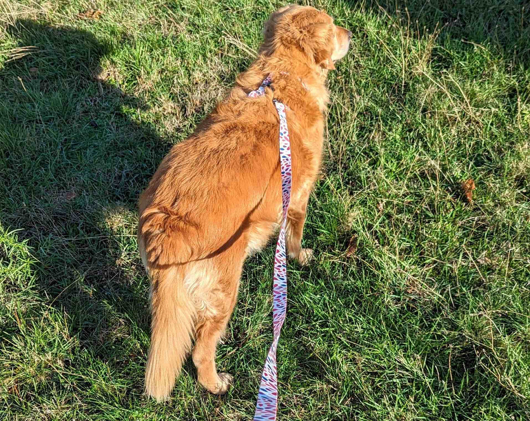 Méthode « Stop and Go » : la technique simple et efficace pour apprendre la marche en laisse à son chien