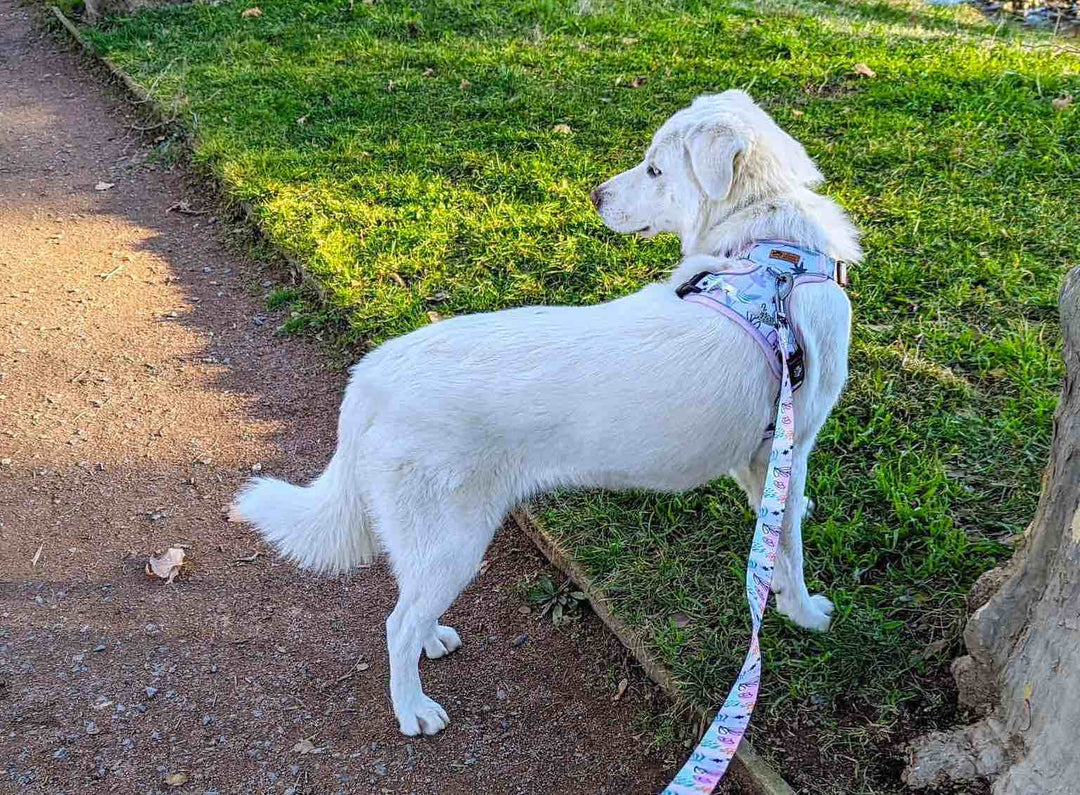 Trucs et astuces pour passer un bon moment en balade avec son chien