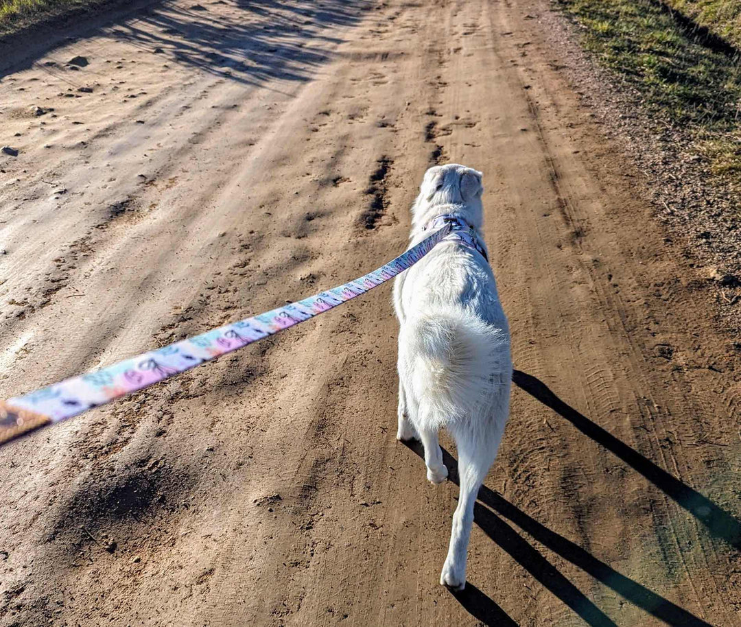 Zoom sur les différents sports canins