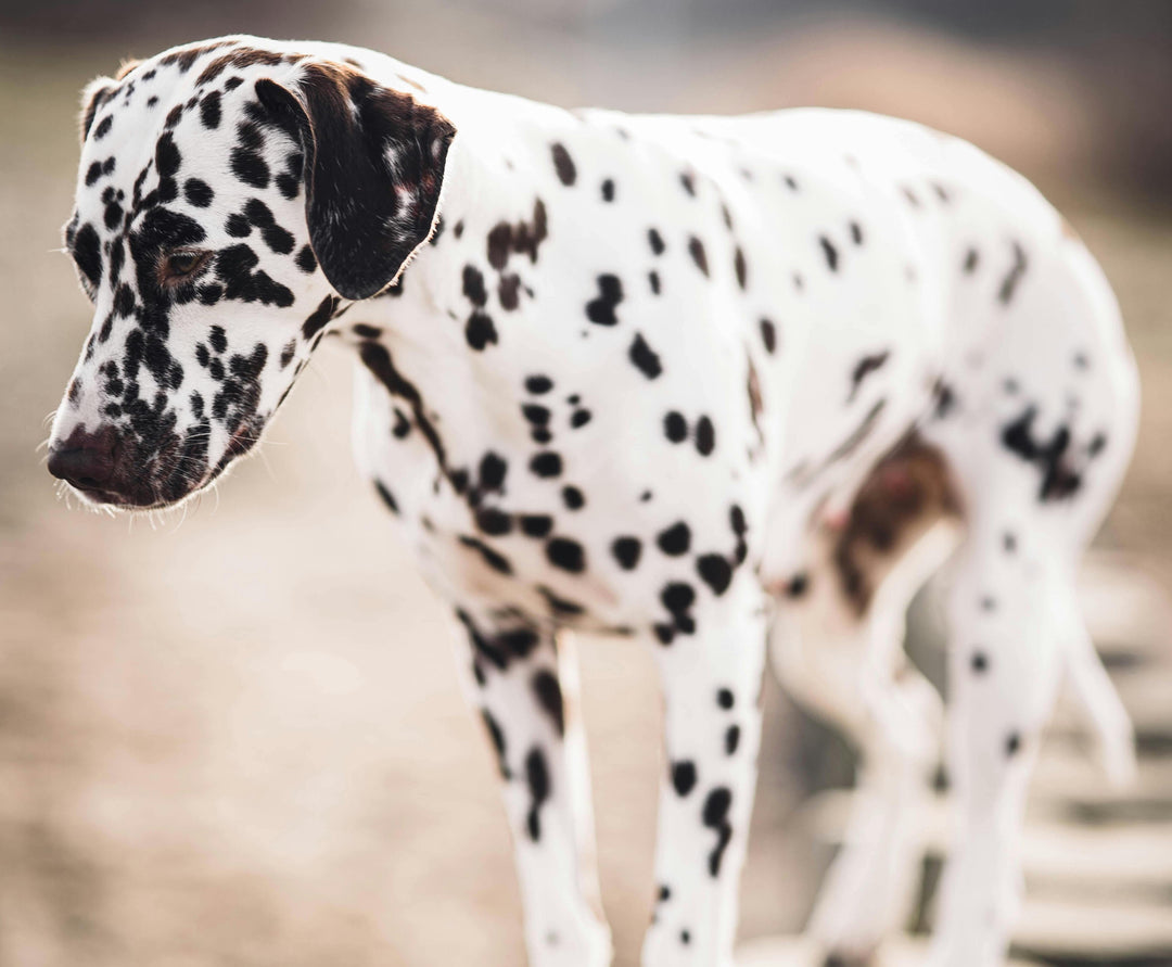 Découvrez comment lire et appréhender le comportement de votre chien (Partie 1)