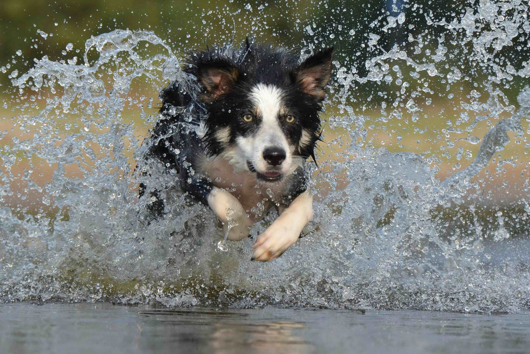 Comment bien hydrater mon chien et le protéger de la chaleur