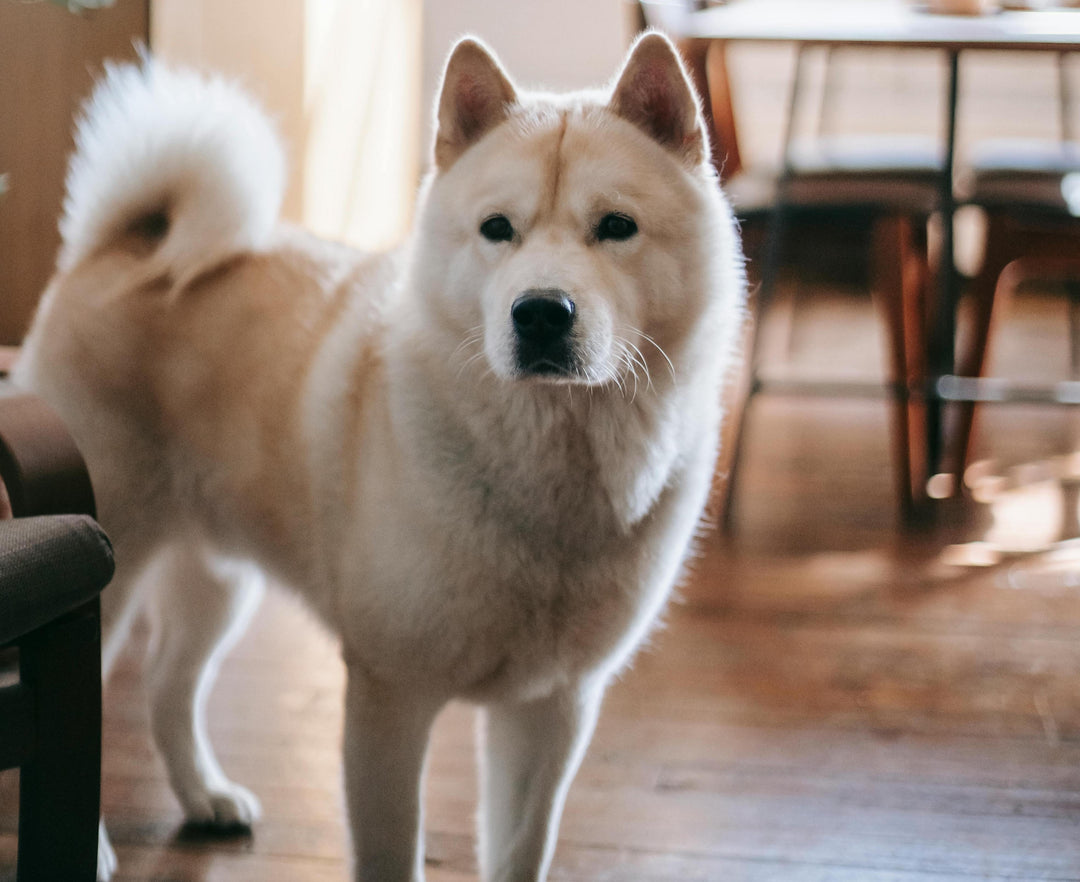 Décoder le Langage Canin : Posture, Gueule et Queue (Partie 2)