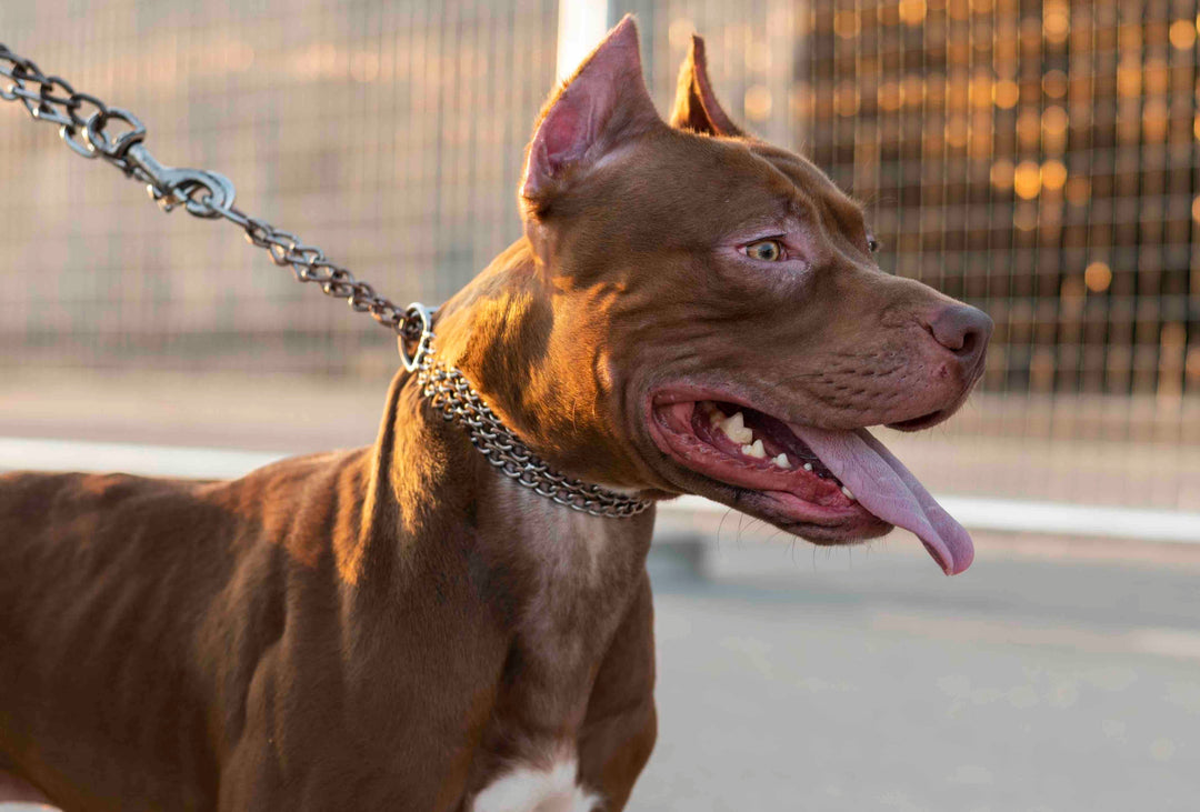 Colliers étrangleurs pour chiens : Pourquoi les éviter et quelles alternatives sûres choisir ?