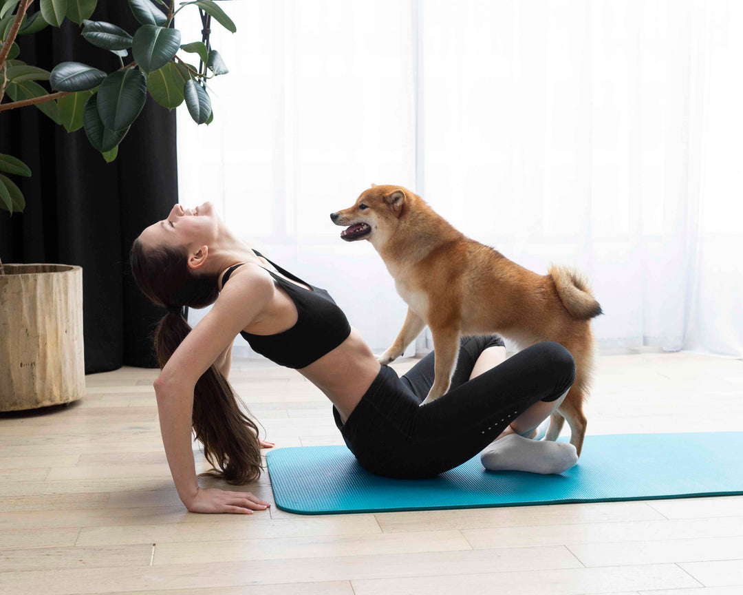 Doga : L'Art du Yoga Canin adapté à la Morphologie de votre chien 🐾🧘
