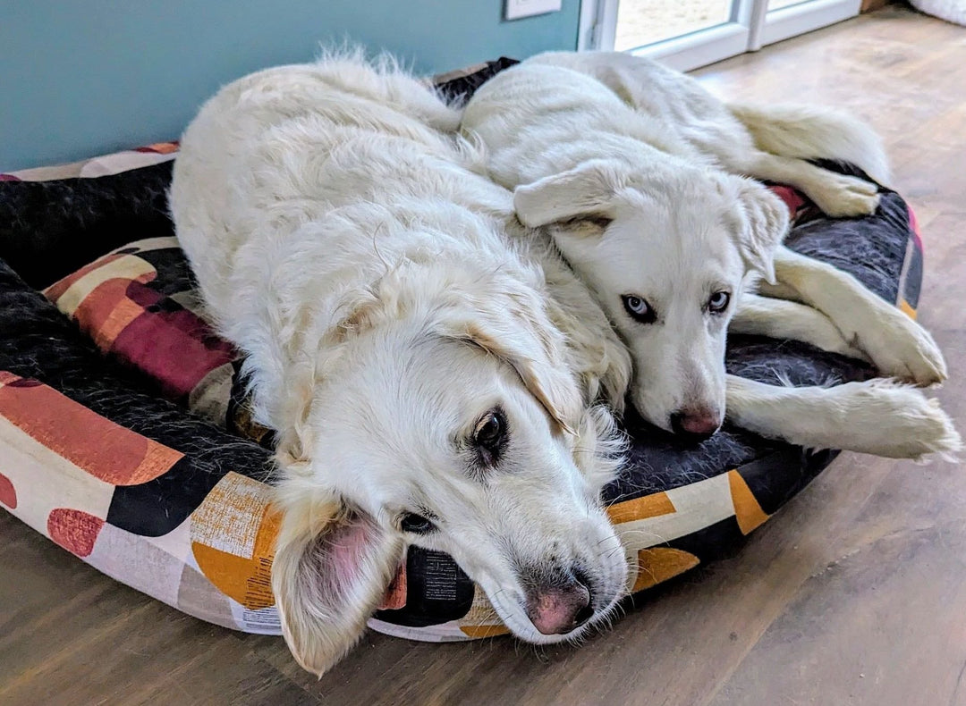 Un chien peut-il dormir avec un collier ? Avantages, risques et bonnes pratiques